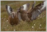 Balzritual der Skua