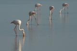 Flamingos bei El Rocio
