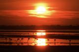 Flamingos bei El Rocio