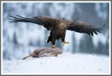 Seeadler landet