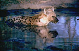  Tüpfelhyäne bei  abendlicher Abkühlung