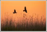Abendflug der Rohrweihen