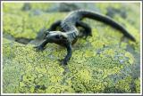 Alpensalamander