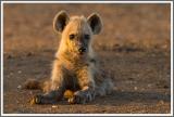 Junge Tüpfelhyäne