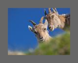 Neugierige junge Steingeissen