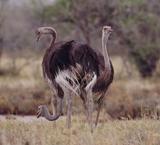 Entdeckung einer neuen Spezies