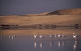 Flamingos in der Walvis Bay