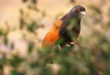 Common Crow-Pheasant